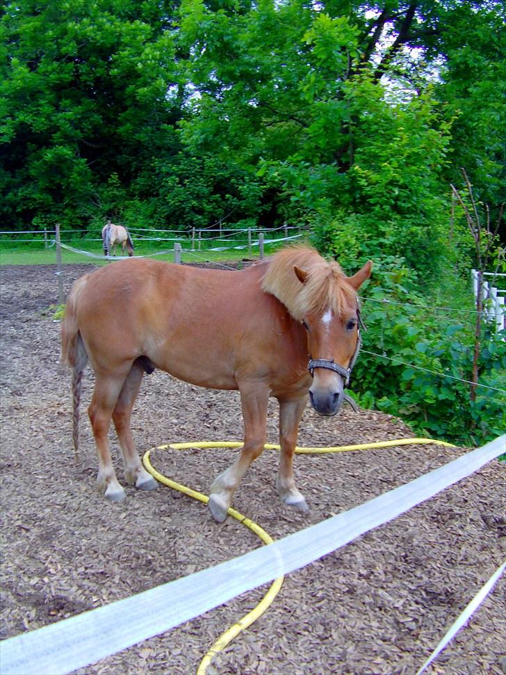 Anden særlig race Otto R.I.P. - hej har i mad? billede 3