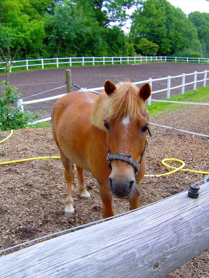 Anden særlig race Otto R.I.P. - Er det dig der har maden? billede 4