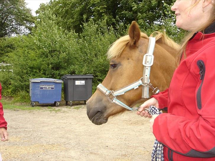 Anden særlig race Otto R.I.P. billede 5