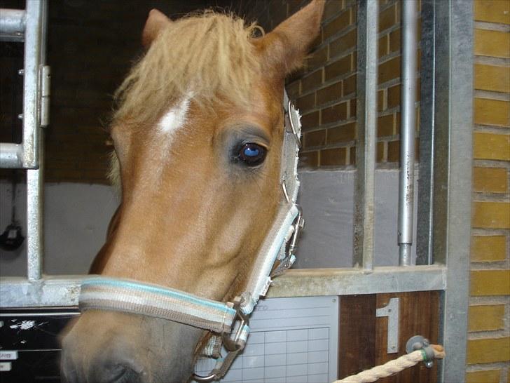 Anden særlig race Otto R.I.P. billede 6