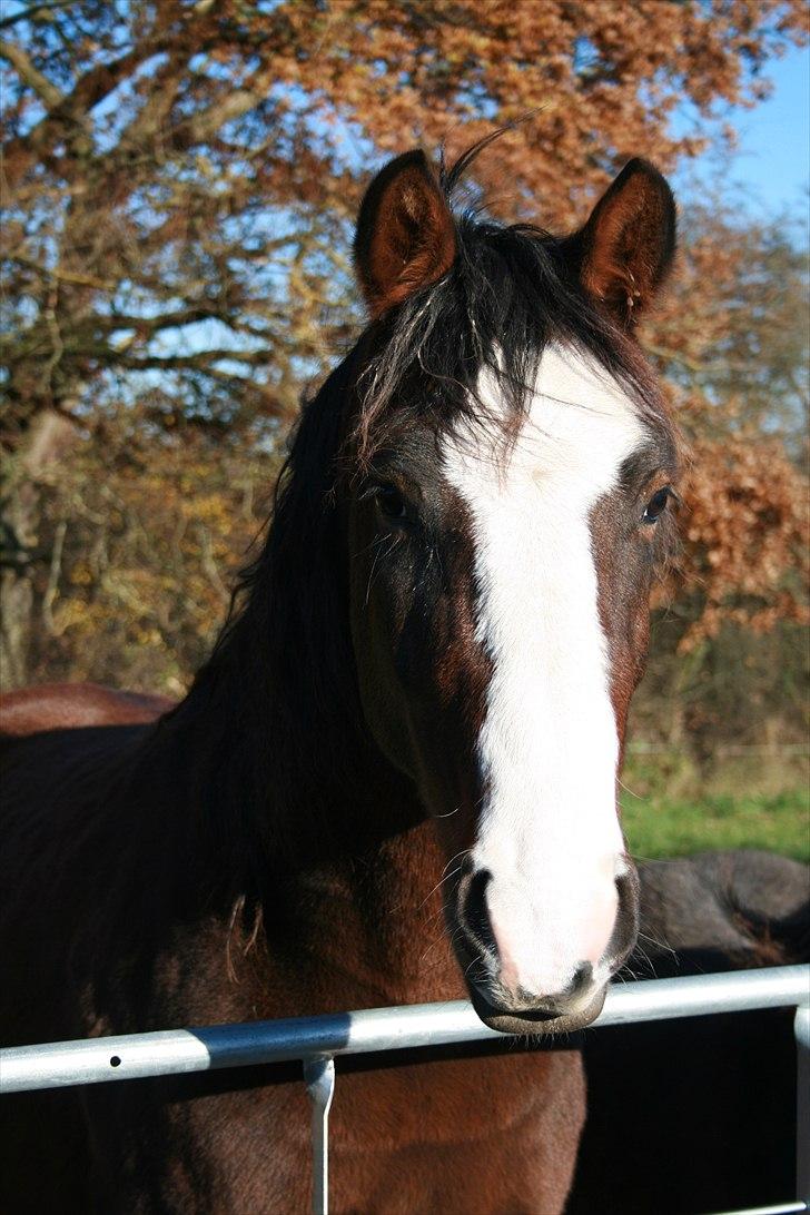 Pinto Vognbjergs Picasso - Life is not about waiting for the storm to pass by. Its about learning to dance in the rain. billede 9