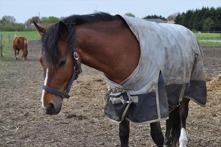 Anden særlig race Ferrari  billede 13