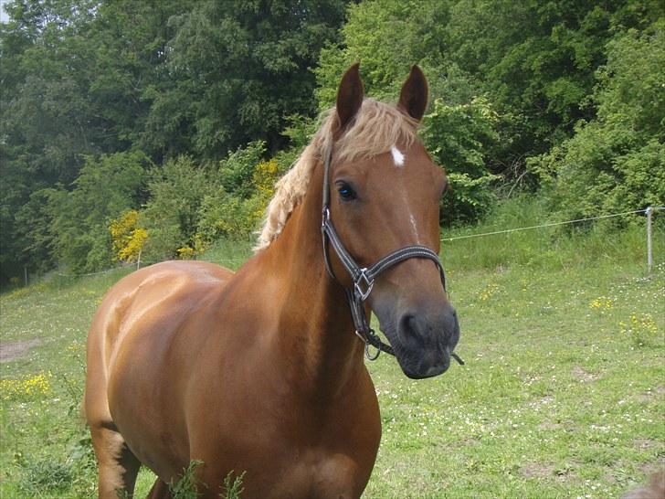 Welsh Pony af Cob-type (sec C) Westerhuis Jorik<3A pony!!! - Jorik nysgerrig på folden billede 6