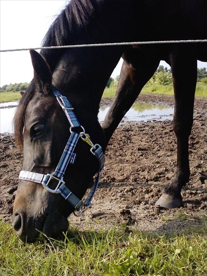 New Forest LØGTHOLT'S BASTIAN billede 6