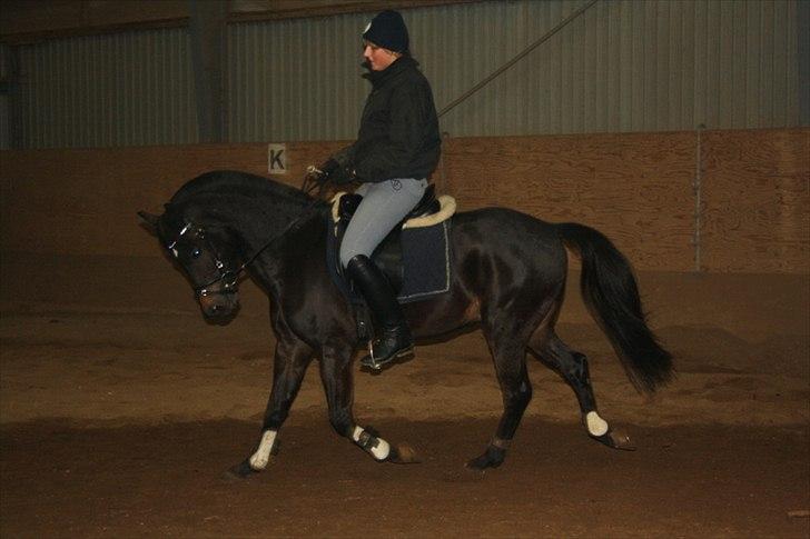 New Forest LØGTHOLT'S BASTIAN billede 7