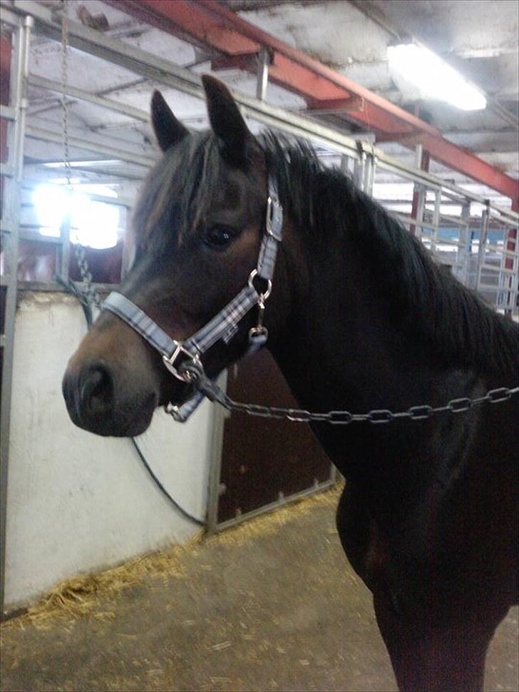 New Forest LØGTHOLT'S BASTIAN billede 8