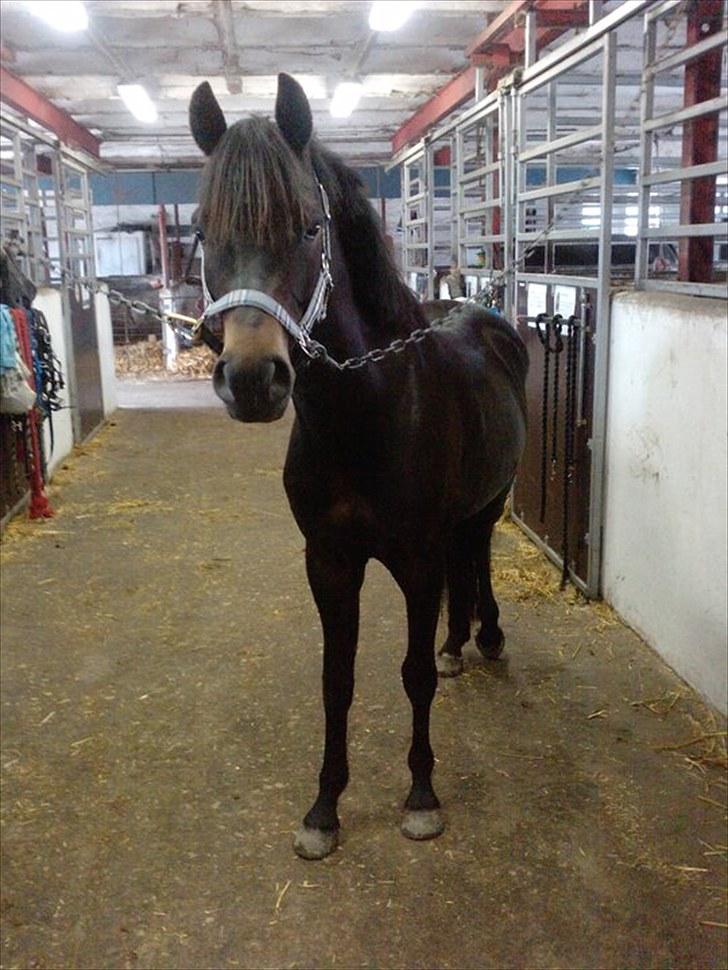 New Forest LØGTHOLT'S BASTIAN billede 9