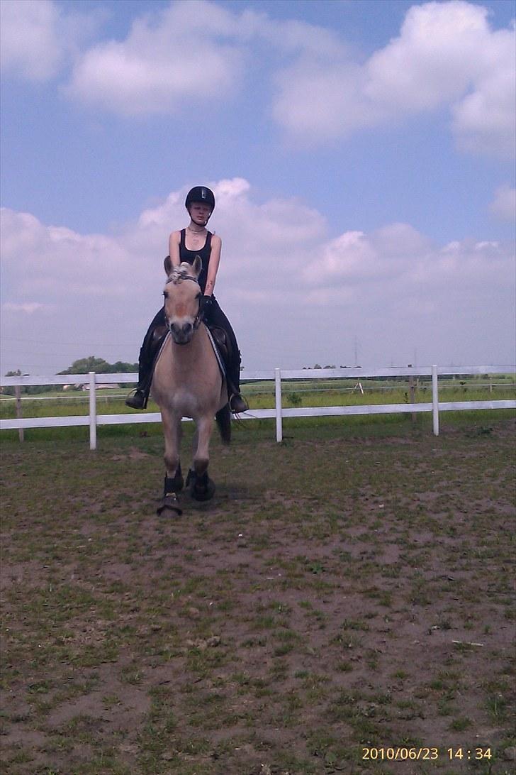 Fjordhest Romeo's Fakir  R.I.P :'( - står lige slapper af for det var meget varmt men du va bare så skønd.. billede 18