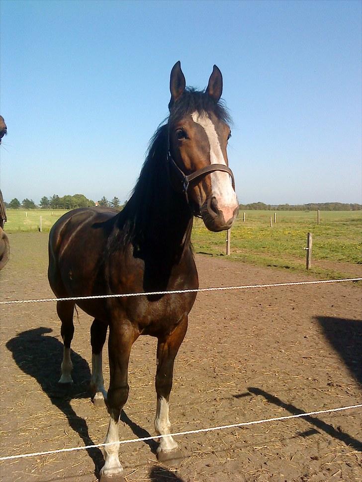 Anden særlig race Hera <3 "Solgt" - Velkommen til Hera´s profil. Lig gerne en kommentar :o) billede 1