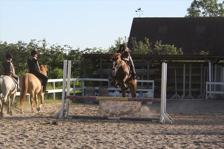 Anden særlig race Isobell billede 4