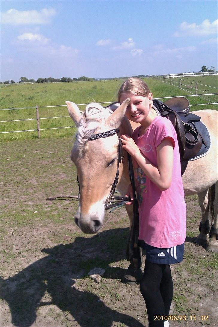 Fjordhest Romeo's Fakir  R.I.P :'( - min veninde ville lige trække fakir op i stalden igen efter en rigtig god ride time.. :D billede 20