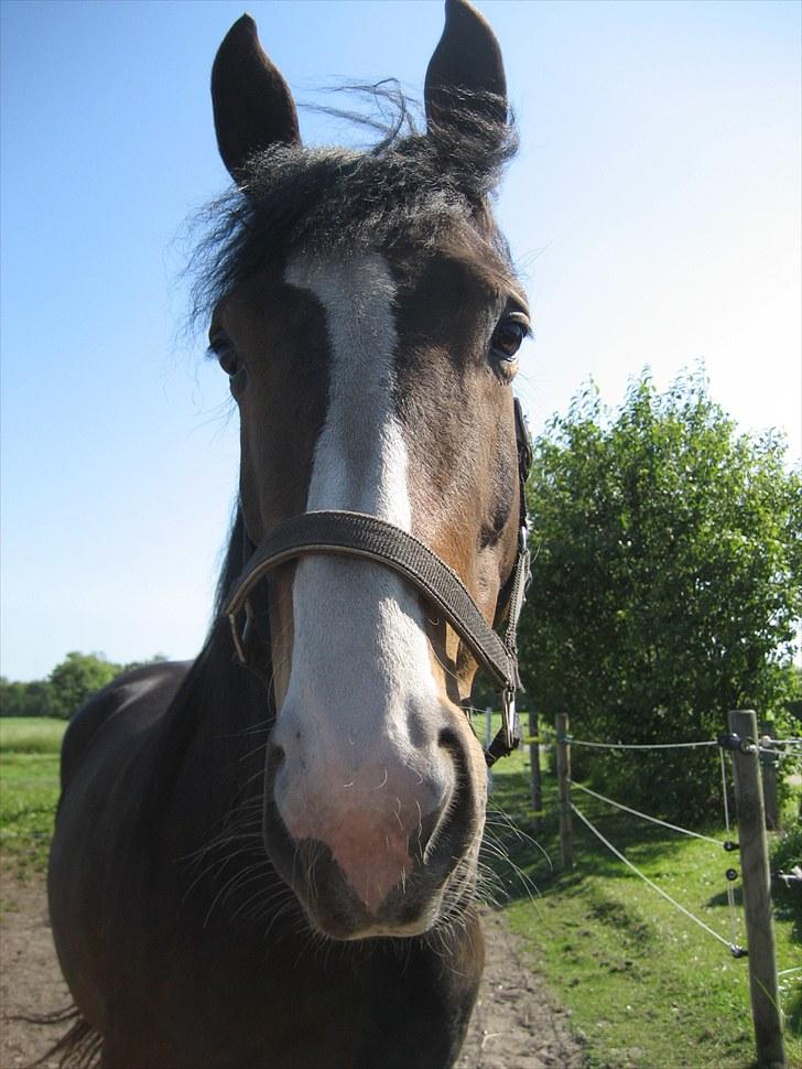 Anden særlig race Hera <3 "Solgt" - Smukke Hera <3 billede 2