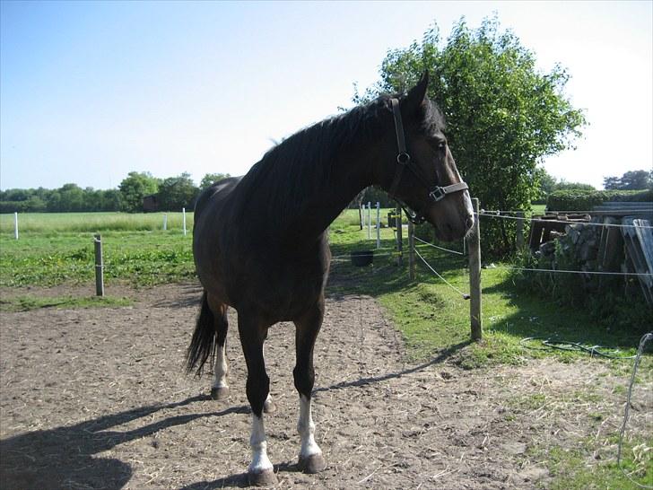 Anden særlig race Hera <3 "Solgt" billede 4