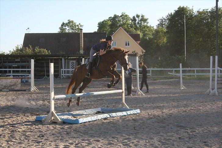 Anden særlig race Isobell billede 1