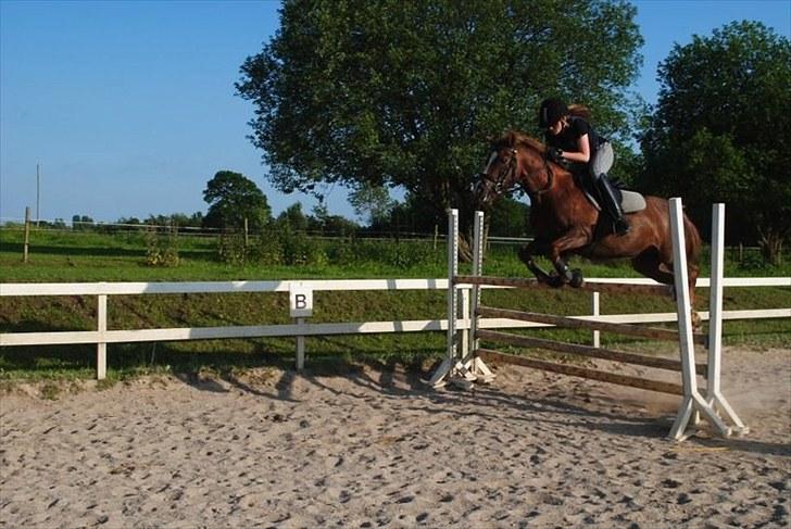 Anden særlig race Isobell billede 8