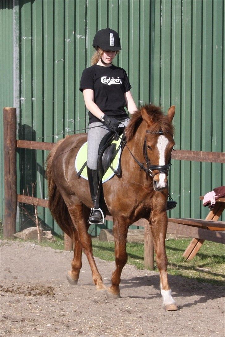 Anden særlig race Isobell billede 11