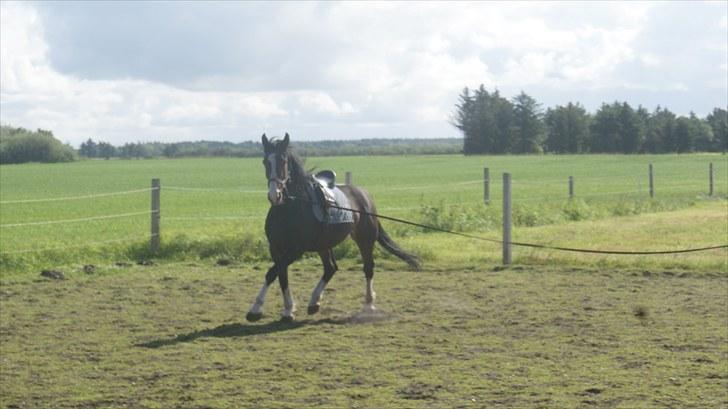 Anden særlig race Hera <3 "Solgt" - Hera i aktion billede 7