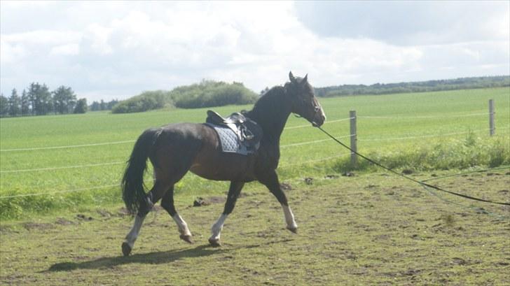 Anden særlig race Hera <3 "Solgt" - Traver i longen billede 8