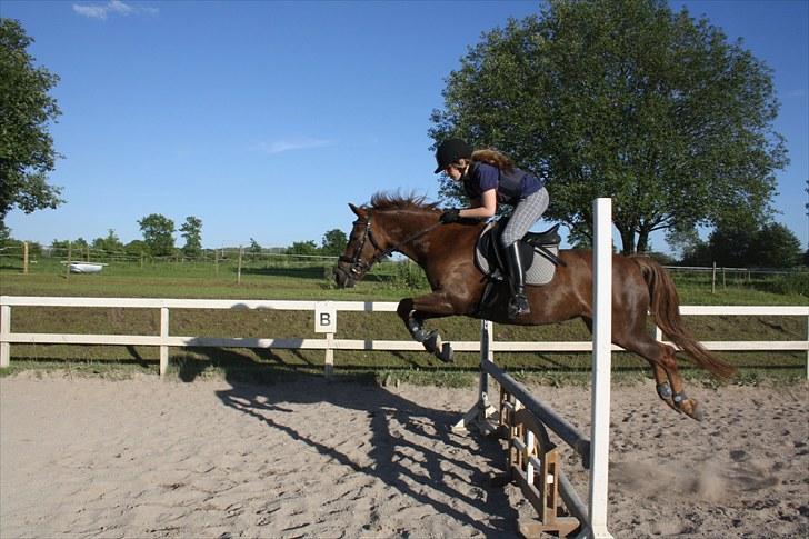 Anden særlig race Isobell billede 13