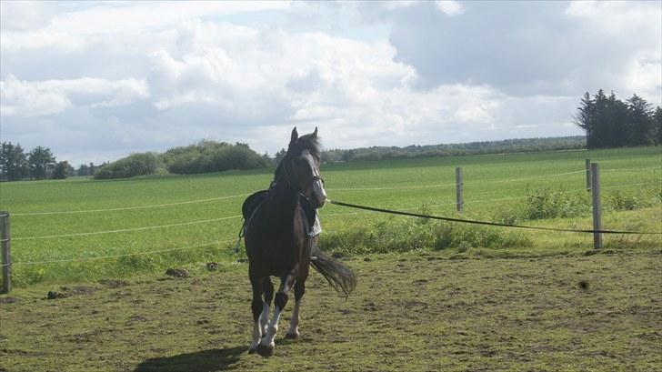 Anden særlig race Hera <3 "Solgt" billede 9