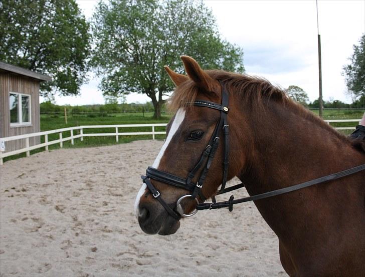 Anden særlig race Isobell billede 14