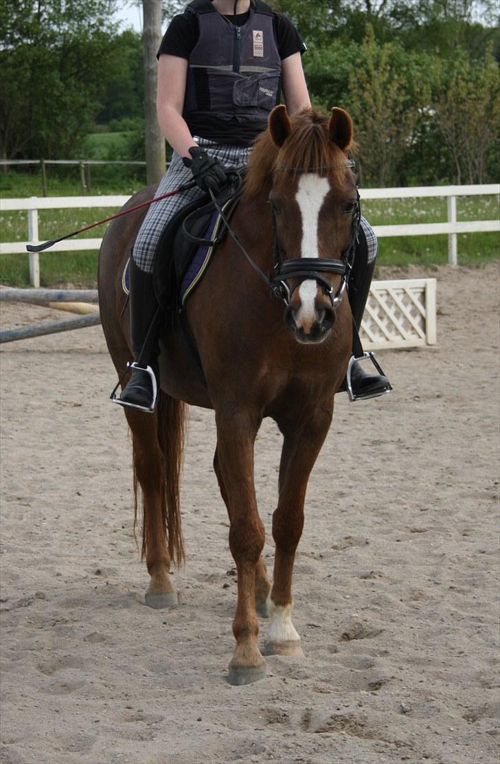 Anden særlig race Isobell billede 15