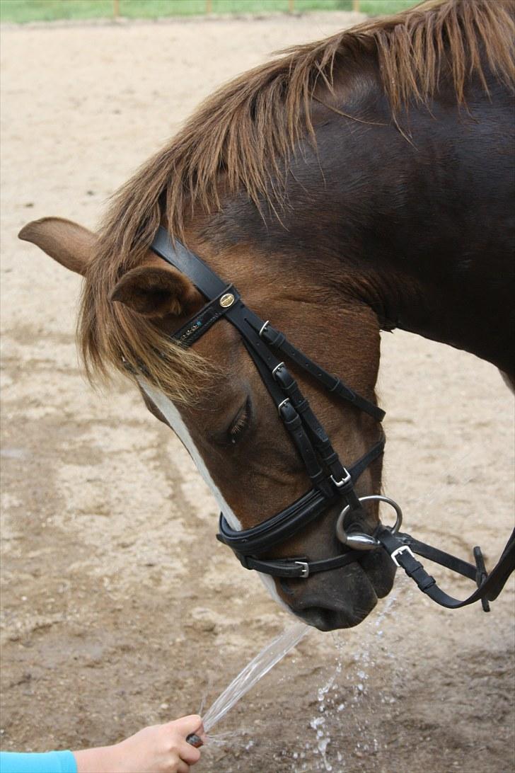 Anden særlig race Isobell billede 17