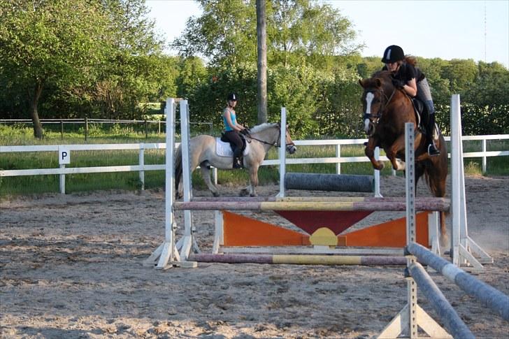 Anden særlig race Isobell billede 18