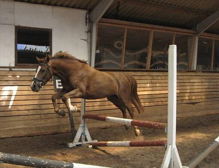 Anden særlig race Isobell billede 19