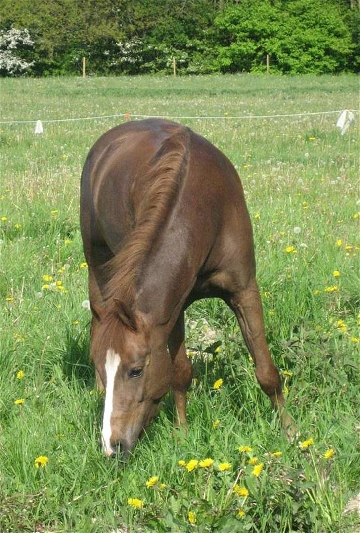 Anden særlig race Isobell billede 9