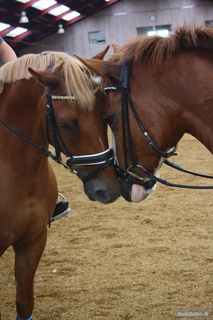 Welsh Pony af Cob-type (sec C) Westerhuis Jorik<3A pony!!! - Jorik og O´shar nusser lige efter træning med SJM-holdet billede 7