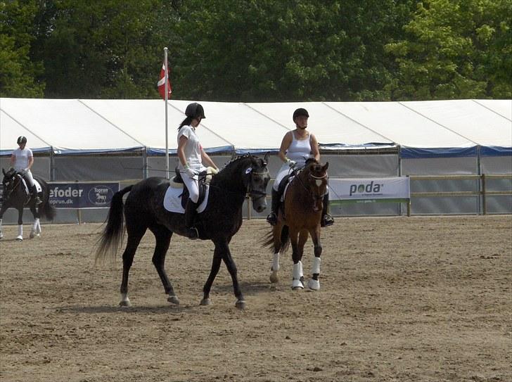 Shagya Araber (SH) Chequira Al Ziyadah - Chequira og jeg til gangartskonkurrence på Roskilde Dyrskue.. Vi blev slået af en DV som fik 78 point, vi fik selv 68 point.. Så vi var dog ikke så lang fra igen ;) billede 17