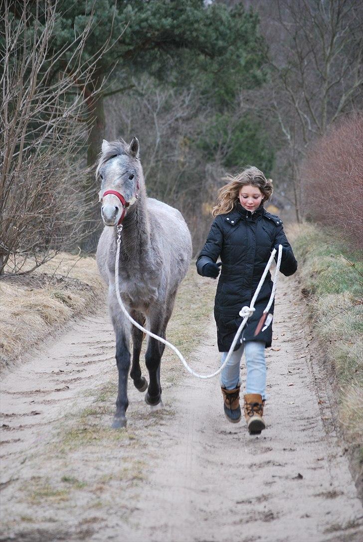 Arabisk fuldblod (OX) | Diemma <3 *Amy* - "Better than a thousand hollow words, is one word that brings peace. " Foto: ESC billede 1