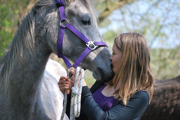 Arabisk fuldblod (OX) | Diemma <3 *Amy* - I love you. Foto: ESC billede 3