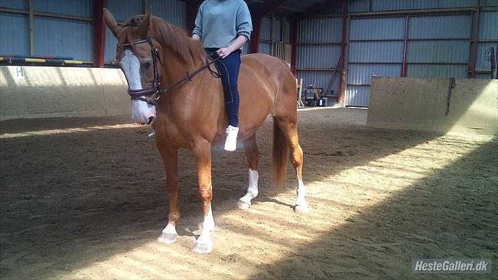 Anden særlig race Ruth Seneca billede 6