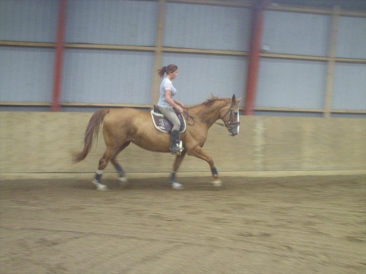 Anden særlig race Ruth Seneca billede 7