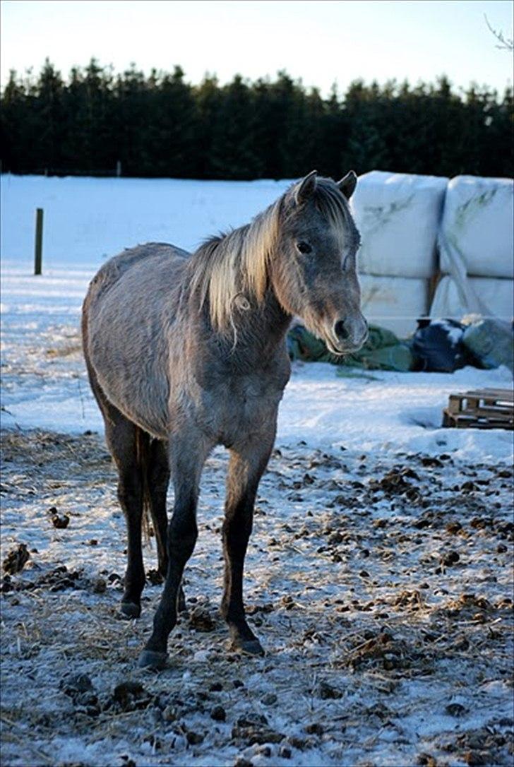 Arabisk fuldblod (OX) | Diemma <3 *Amy* - "Faith is to believe what you do not see; the reward of this faith is to see what you believe."foto: ESC  billede 4