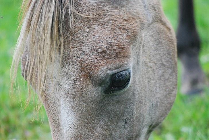 Arabisk fuldblod (OX) | Diemma <3 *Amy* - "To see someone though your eyes is one thing. To see them though your heart is a hole different one" Foto: ESC billede 5
