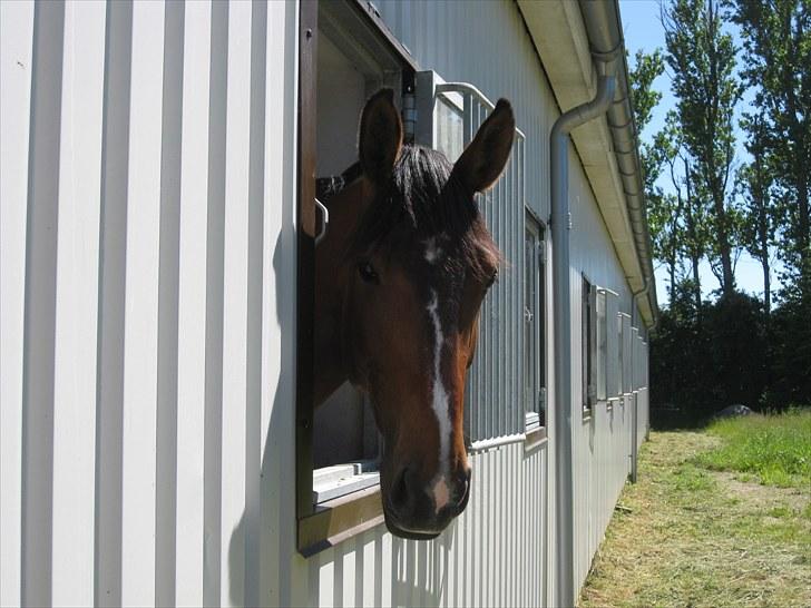 Dansk Varmblod Asjha Busbjerg - Hej med jer :) billede 1
