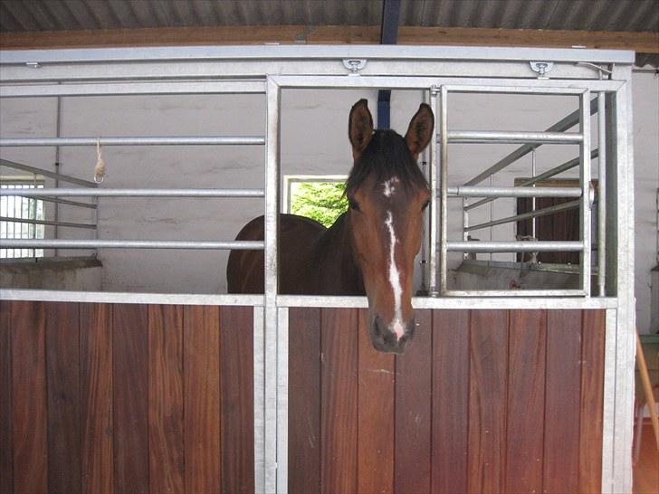 Dansk Varmblod Asjha Busbjerg - Se min flotte boks :) billede 2