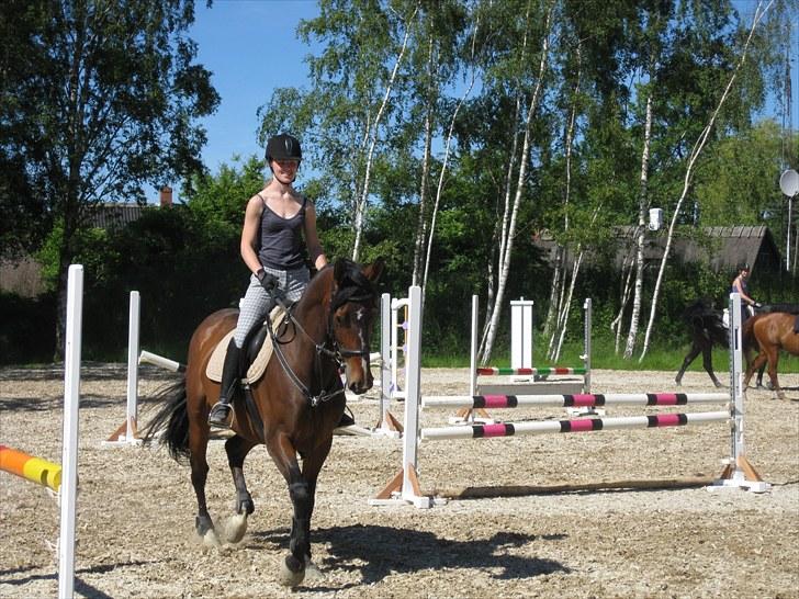 Dansk Varmblod Asjha Busbjerg - Så ska jeg springe om lidt :) billede 3