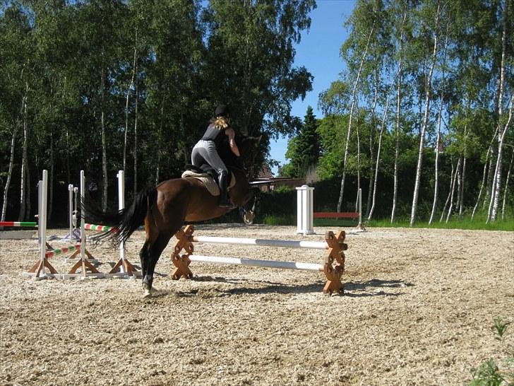 Dansk Varmblod Asjha Busbjerg - hopla :P billede 4