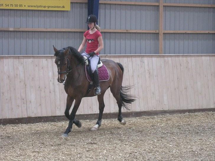 Dansk Varmblod Asjha Busbjerg - og dressur :) billede 5