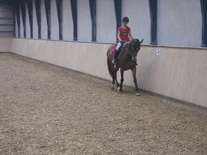 Dansk Varmblod Asjha Busbjerg - Det kedeligt :P billede 6