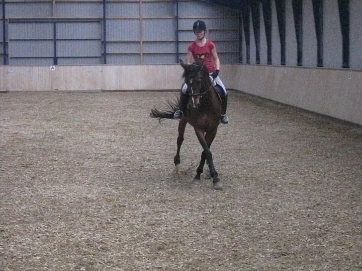 Dansk Varmblod Asjha Busbjerg - Se jeg kan også krydse mine ben :P billede 7