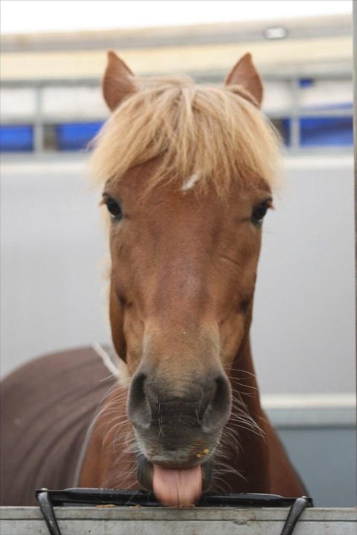 Anden særlig race Red ocean . SOLGT - 2 i rejse stalden fra kallehavegård (: | foto: alberte bidstrup billede 2