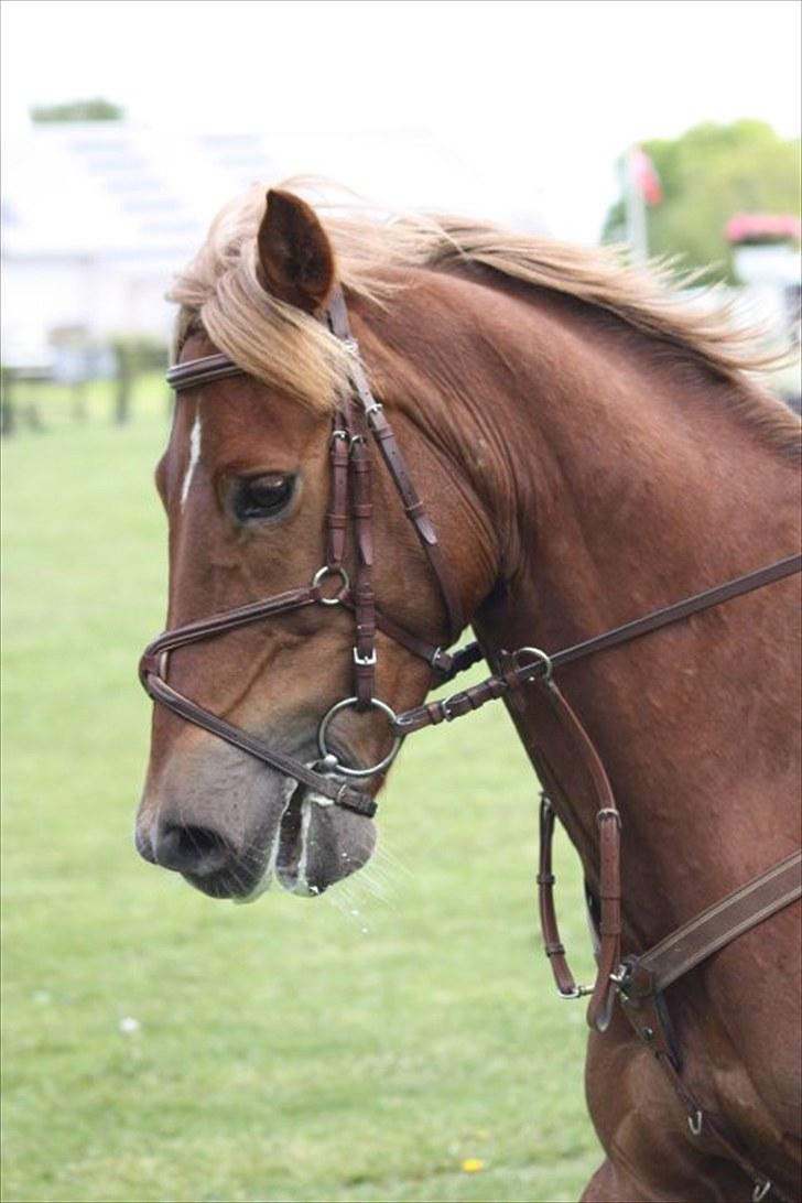 Anden særlig race Red ocean . SOLGT - 8 hovedbillede af smukke d; fra LB DM stilcupsprining kallehavegård. | foto: alberte bidstrup billede 8