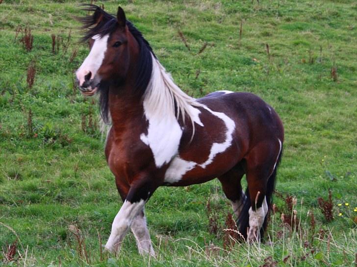 Tinker Anton *AVL`S HINGST* - Dette billede vandt en 2 plads i ISH klasse, flottest aftegn Marts 2012 billede 2