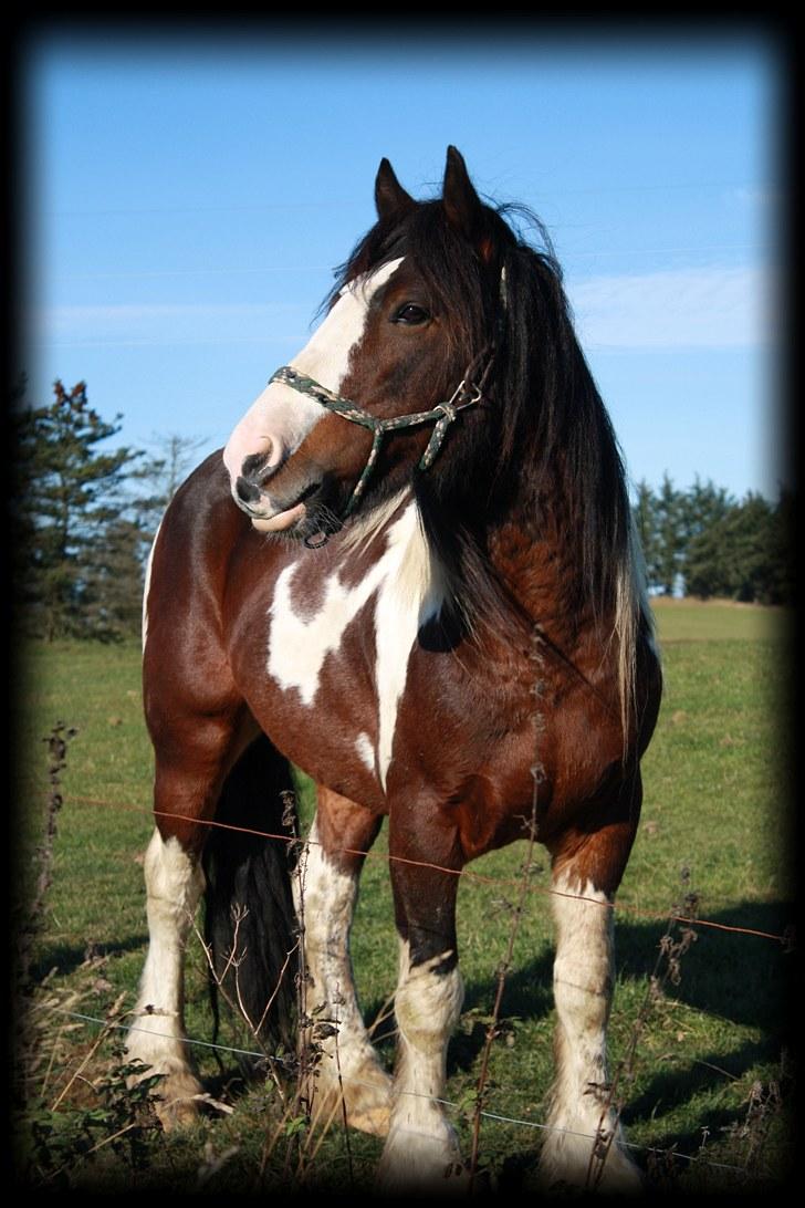 Tinker Anton *AVL`S HINGST* - Sommer 2009 billede 3