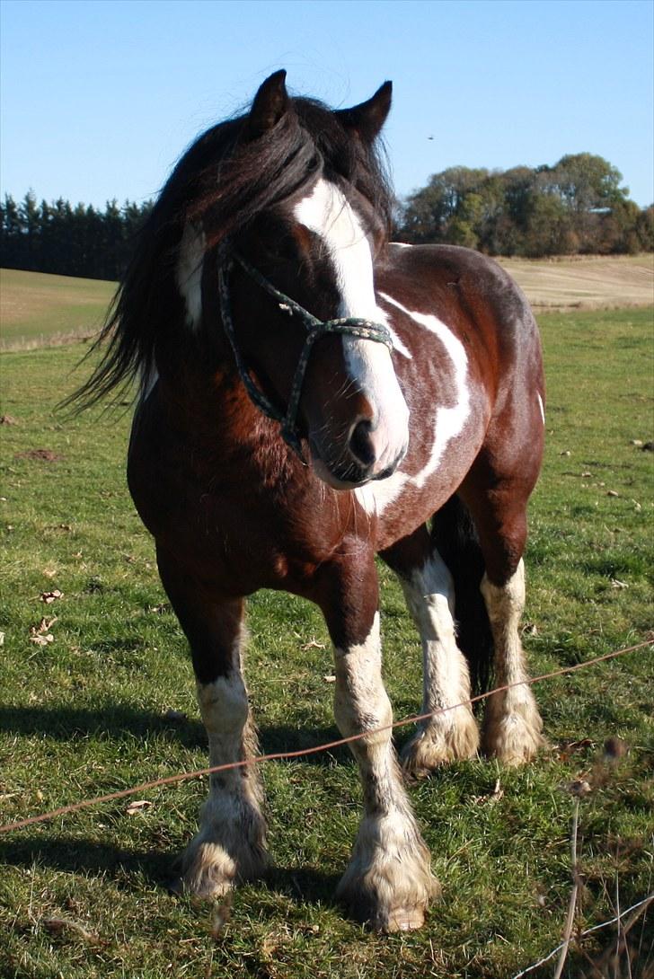 Tinker Anton *AVL`S HINGST* - Sommer 2009 billede 4